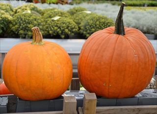植物，装饰，南瓜，水果，食品，成熟，健康