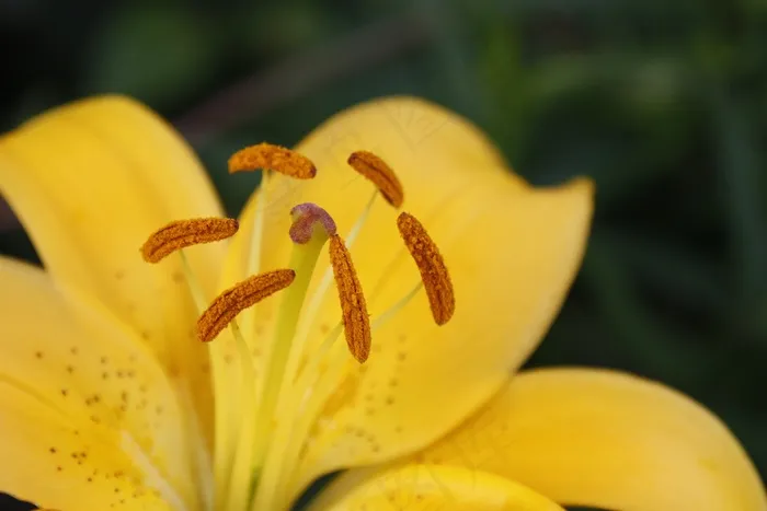 花，黄色，宏，性质，开花，厂