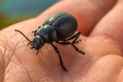 Chrobak,Priroda,手,臭虫,昆虫,手册 Chrobak,Priroda,手,臭虫,昆虫,手册