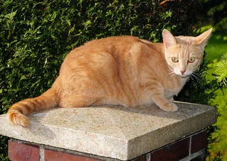 猫，家猫，猫的眼睛，棕色，美丽