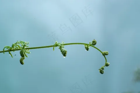 蕨类，薄雾，无卷曲，滴植物叶子，水，植物