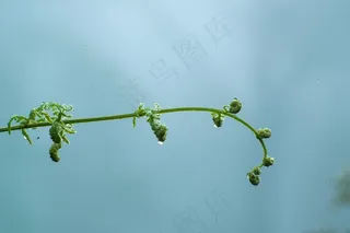 蕨类，薄雾，无卷曲，滴植物叶子，水，植物