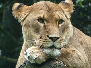 母狮，动物世界，捕食者，非洲，野生，动物