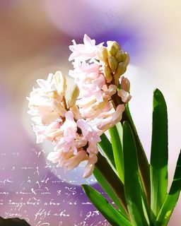 风信子，花，开花，厂，手写，风信子