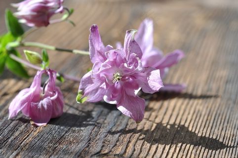 哥伦拜恩，花，植物，鲜花，粉红色，蜡笔，木材