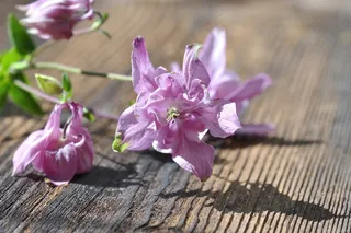 哥伦拜恩，花，植物，鲜花，粉红色，蜡笔，木材