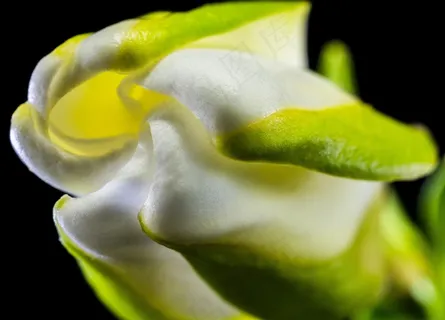 开花，花，白绿色