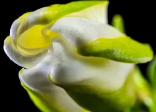 开花，花，白绿色