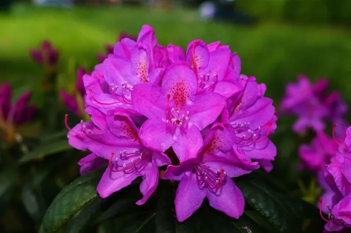 杜鹃花，鲜花，布什，紫色，嫩，美丽