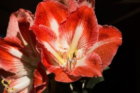 孤挺花,红色,白色,开花,花,植物 孤挺花,红色,白色,开花,花,植物