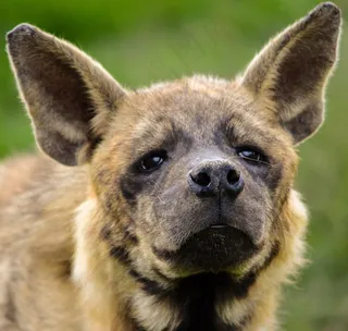 动物，自然，动物世界