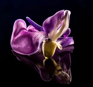 开花，花，野花，紫，紫色