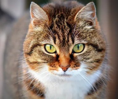 猫,狸花猫,美国短毛猫,刺青,挪威森林猫,可爱和好奇的猫的肖像 猫,狸花猫,美国短毛猫,刺青,挪威森林猫,可爱和好奇的猫的肖像