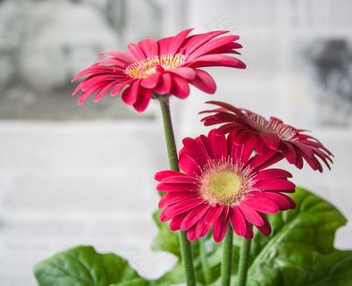 花，春，夏天，花园，性质，非洲菊，粉红色