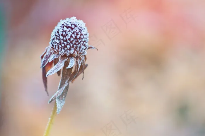 开花，花，厂，性质，芽，关闭