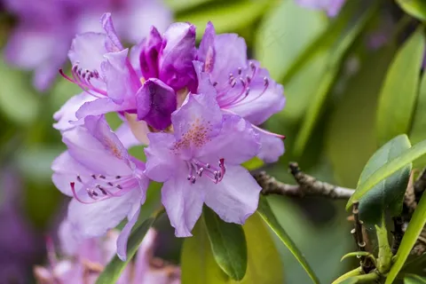 花，性质，鲜花，粉红色的花，白，粉红色