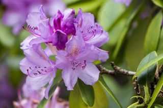 花，性质，鲜花，粉红色的花，白，粉红色