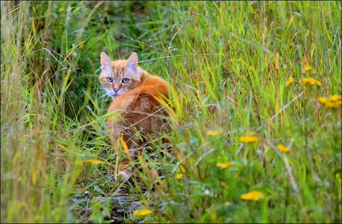 猫，动物，宠物，动物世界，家猫，猫脸