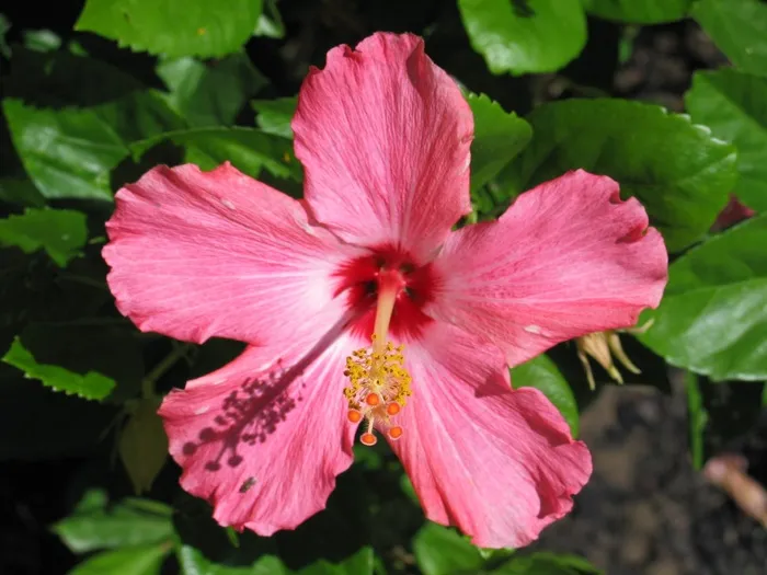 芙蓉花，粉红色，植物园，花，飞机，植物群，花园