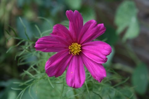 Canavan，花，Magarite，植物，性质，鲜花