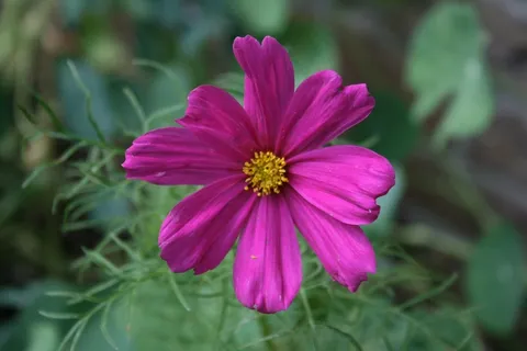 Canavan,花,Magarite,植物,性质,鲜花 Canavan,花,Magarite,植物,性质,鲜花