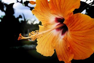 芙蓉花，植物区系，花卉，花园，植物，热带