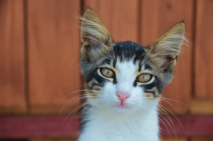猫，可爱的猫，猫的脸，动物，风，猫的眼睛