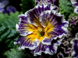 报春花，报春花，报春花温室，报春花科