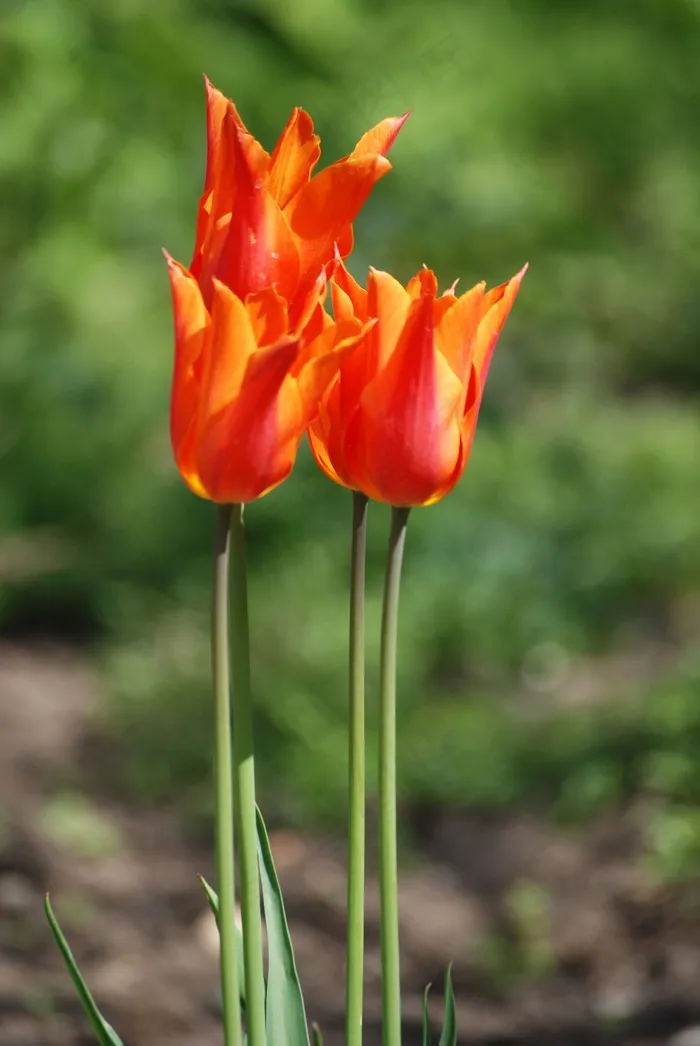 郁金香，橙色，花，花瓣，盛开，春天，植物