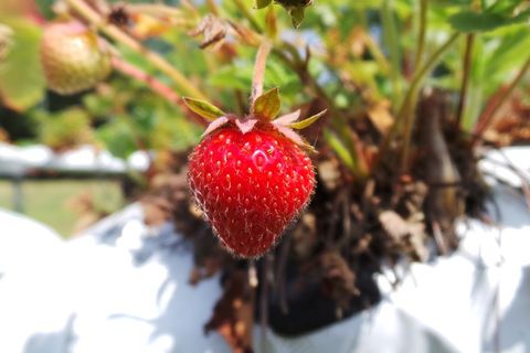 草莓，水果，多汁，食品，成熟，健康，新鲜