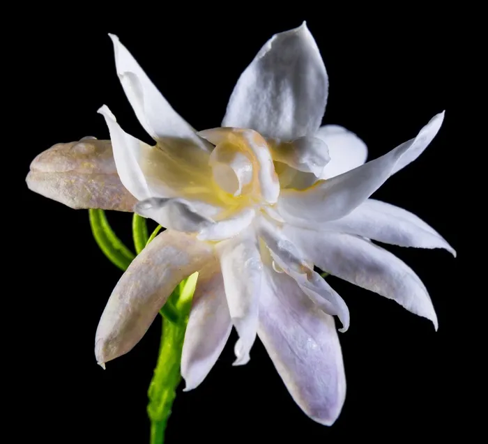 野花，开花，白