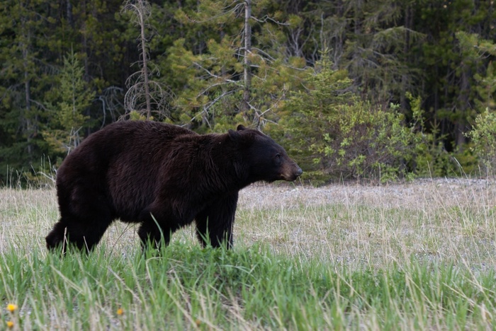 黑熊，草地，野生，野生动物，户外活动，自然