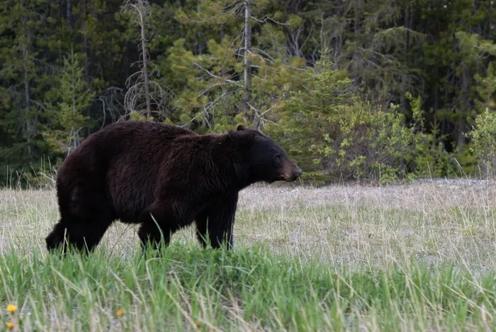 黑熊，草地，野生，野生动物，户外活动，自然