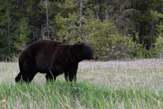 黑熊，草地，野生，野生动物，户外活动，自然