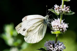 粉蝶,菜粉蝶,纹白蝶,欧洲粉蝶,花卉,白蝴蝶在花上