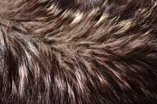 狼，狼皮毛，毛皮，犬狼疮