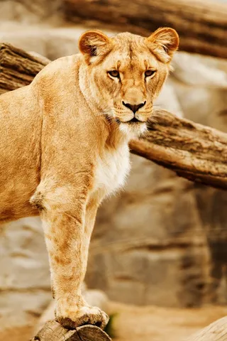 非洲，动物，大，食肉兽，猫，眼睛，头，狮子