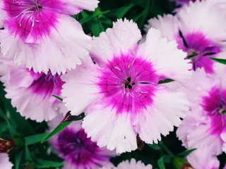 丁香，花，盛开，开花，粉红色，花瓣，宏