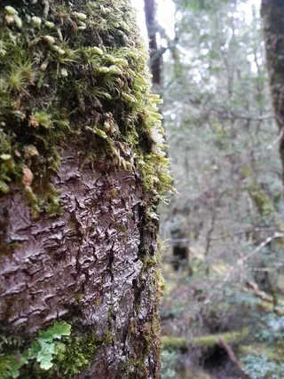 树，森林，布什，绿色，湿，青苔，环境，木