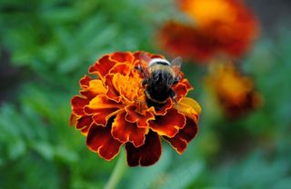 蜂，万寿菊，昆虫，开花，盛开，花