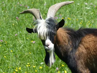 比利山羊，山羊，牧场，角，家山羊，角