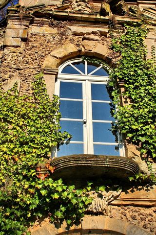 窗口，常春藤，墙，浪漫，外立面，污垢，登山者