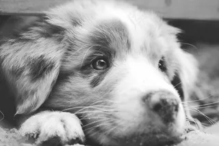 狗，澳大利亚牧羊犬，澳大利亚，小狗，特写，万客隆