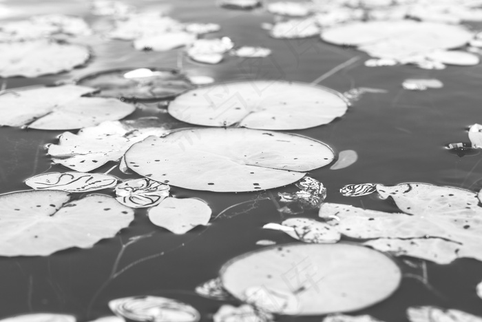 睡莲，自然，植物，自然，水，水生