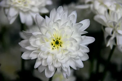 雪花,白,电源,打开,开花,绿色,快乐 雪花,白,电源,打开,开花,绿色,快乐