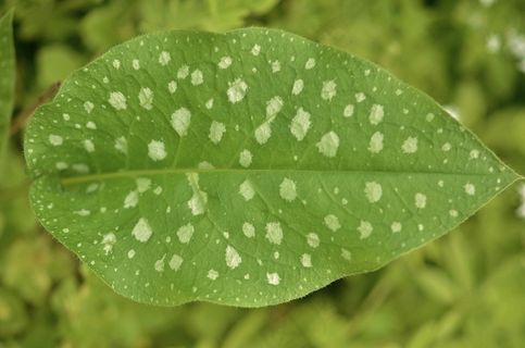 叶，花园，自然，宏，自然，开花，绿色