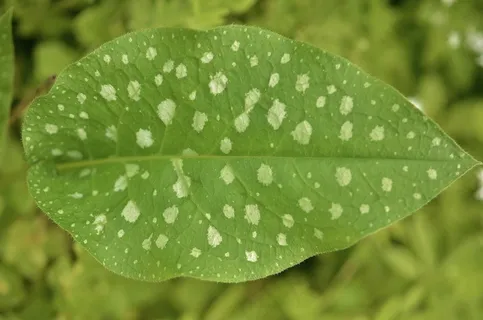 叶,花园,自然,宏,自然,开花,绿色 叶,花园,自然,宏,自然,开花,绿色