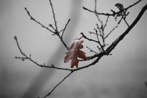 冬季,假期,橡树,棕色,树枝,隐私,森林 冬季,假期,橡树,棕色,树枝,隐私,森林