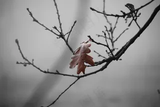 冬季，假期，橡树，棕色，树枝，隐私，森林