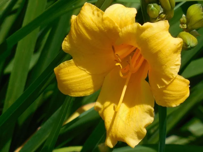 盛开，黄花菜，花，百合，性质，植物，花园